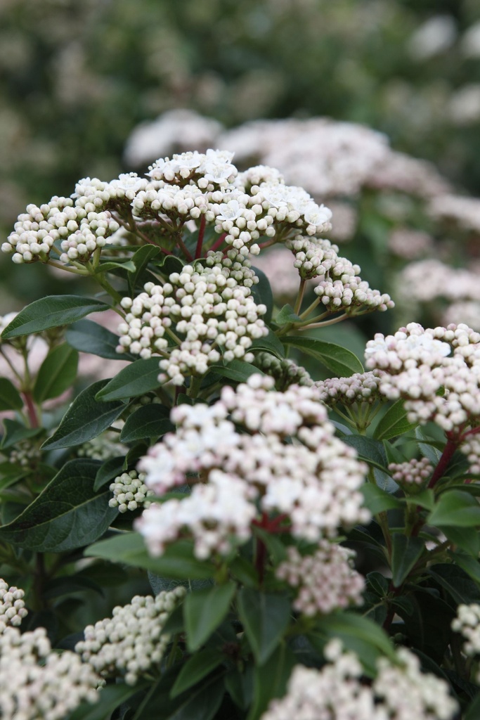 [VTEPR80] VIBURNUM TINUS 'EVE PRICE' (Pot, 80-100 cm)
