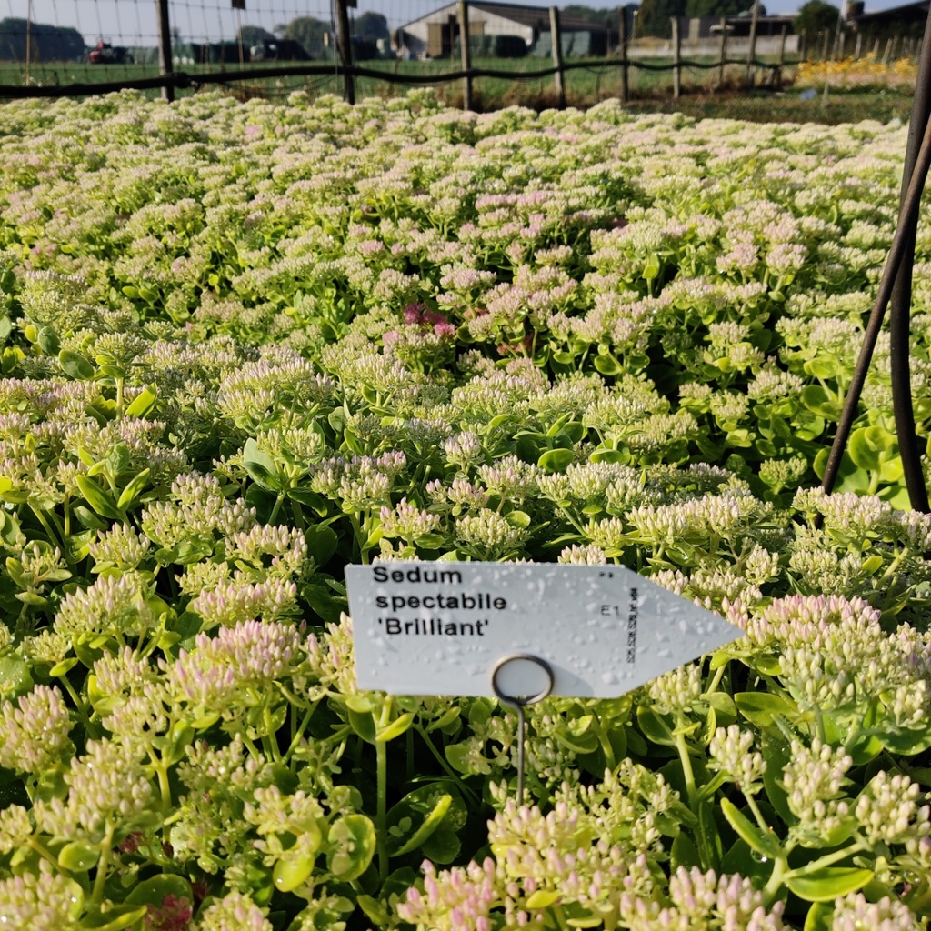 SEDUM SPECTABILE 'BRILLANT'
