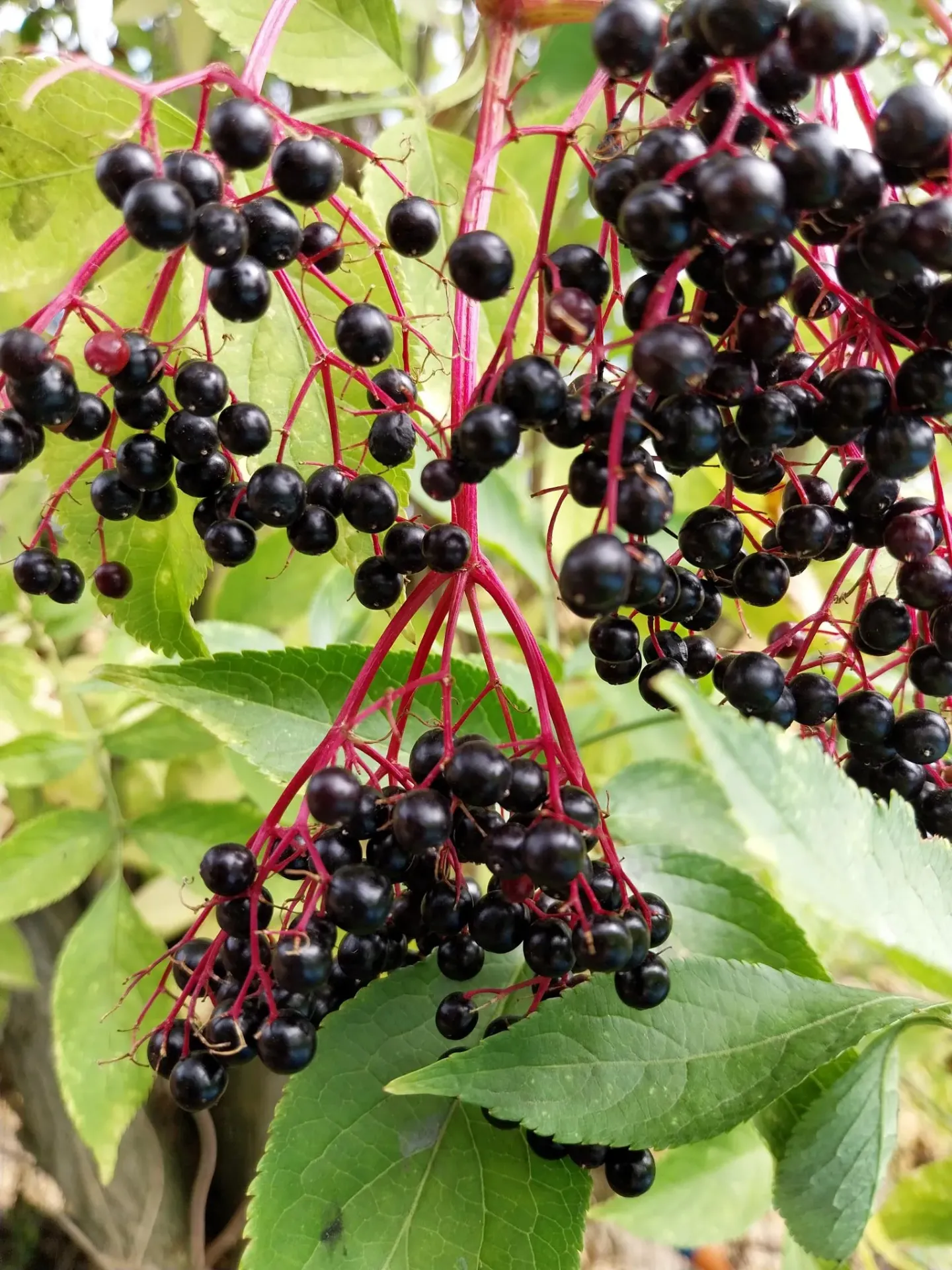 [SNI3] SAMBUCUS NIGRA