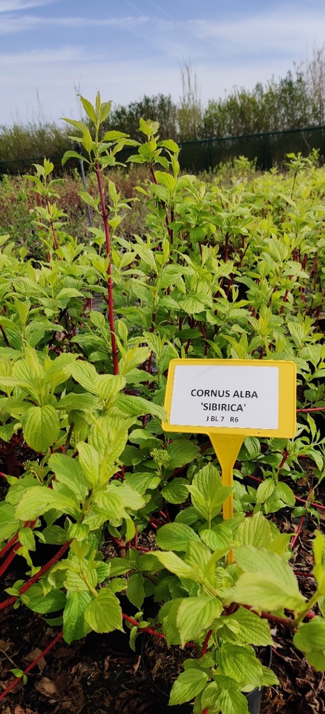 [CASI3] CORNUS ALBA 'SIBERICA' (Blote wortel, 60-100 cm)