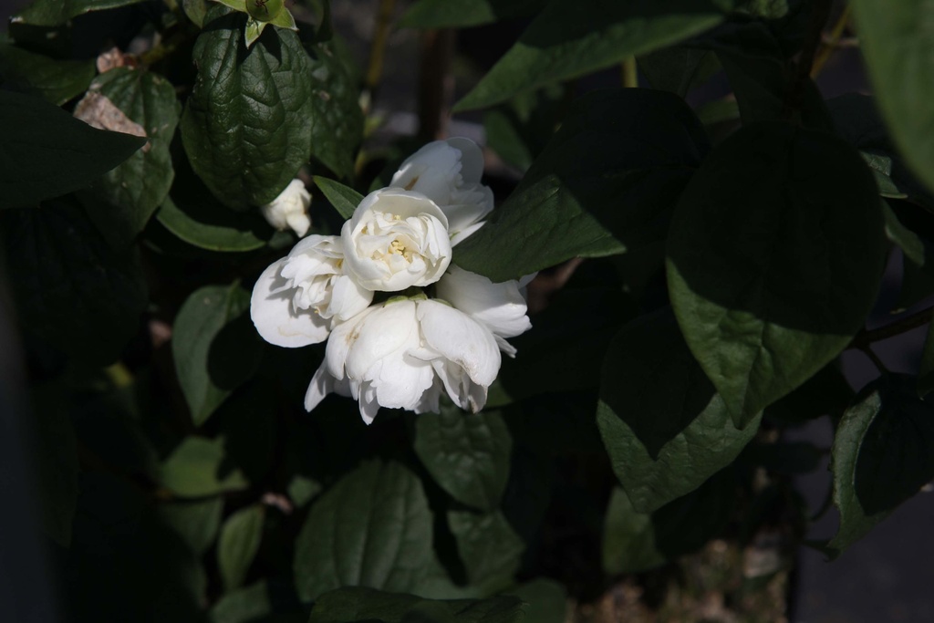 [PVI3] PHILADELPHUS 'VIRGINAL' (Blote wortel, 60-100 cm)