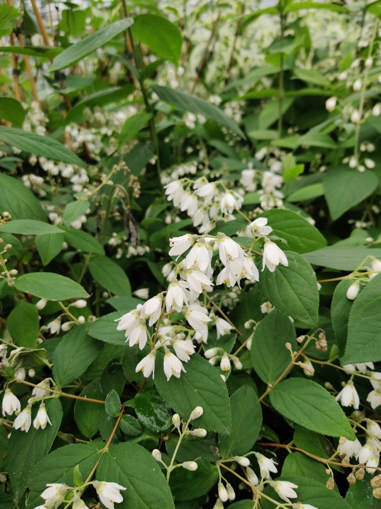 [DMA3] DEUTZIA MAGNIFICA