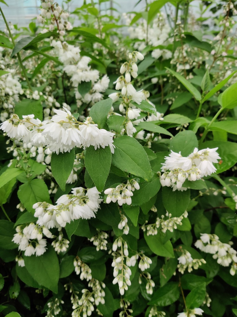 [DSPRO3] DEUTZIA CRENATA 'PRIDE OF ROCHESTER' (Racines nues)