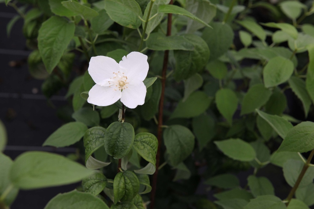 [PCO3] PHILADELPHUS CORONARIUS (Blote wortel, 60-100 cm)