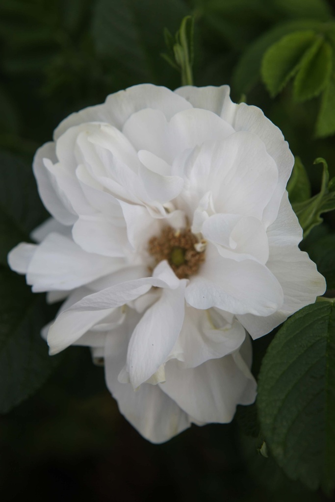 [RRBDCO3] ROSA RUGOSA 'BLANC DOUBLE DE COUBERT' (Blote wortel, 40-60 cm)