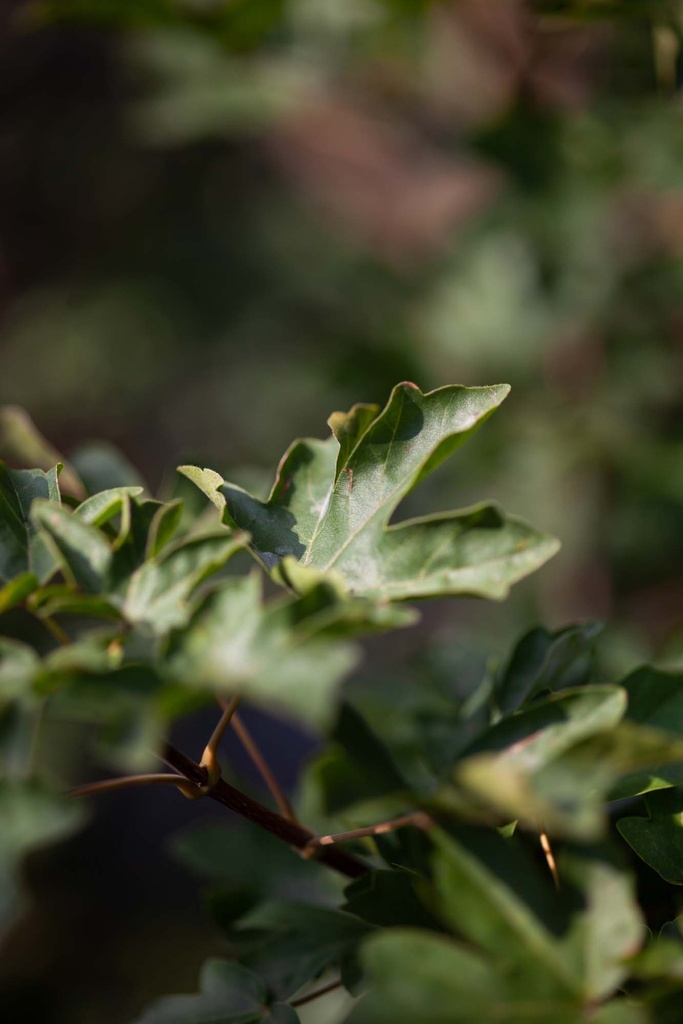 [ACA3] ACER CAMPESTRE (Racines nues, 80-120 cm)