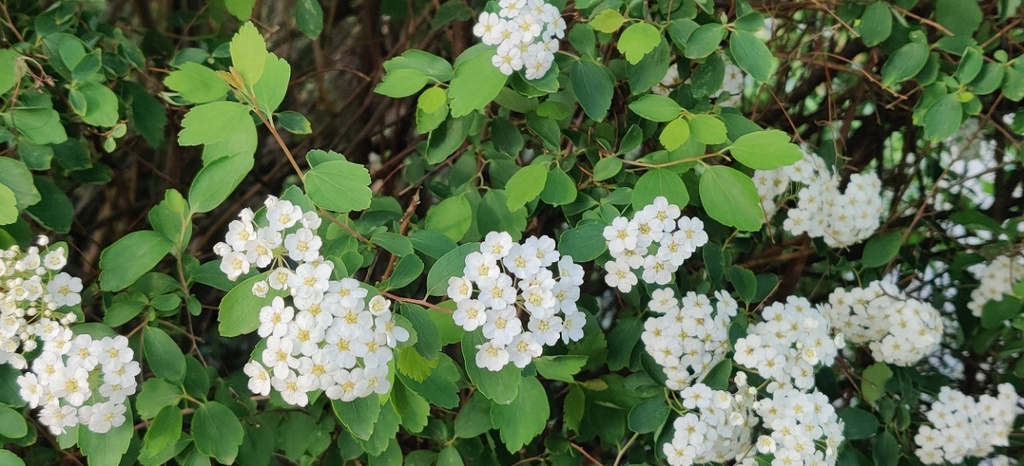 [SVA3] SPIRAEA VANHOUTTEI (Blote wortel, 60-100 cm)