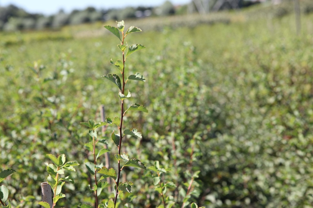 [SVA3] SPIRAEA VANHOUTTEI (Blote wortel, 60-100 cm)