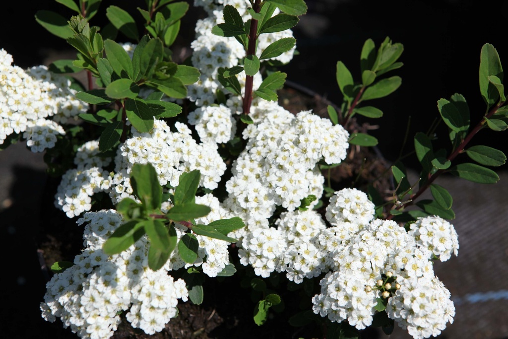 [SNSN3] SPIRAEA NIPPONICA 'SNOWMOUND' (Blote wortel, 40-50 cm)