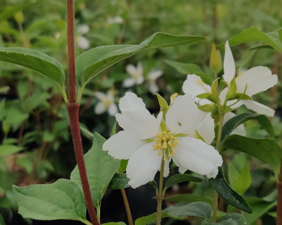 [PAVA3] PHILADELPHUS 'AVALANCHE' (Blote wortel)