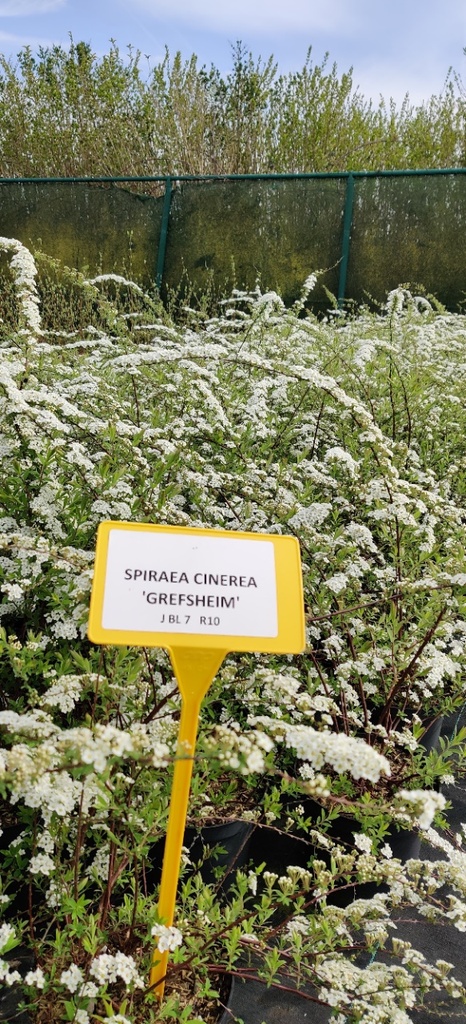 [SCGR3] SPIRAEA CINEREA 'GREFSHEIM' (Blote wortel, 40-60 cm)