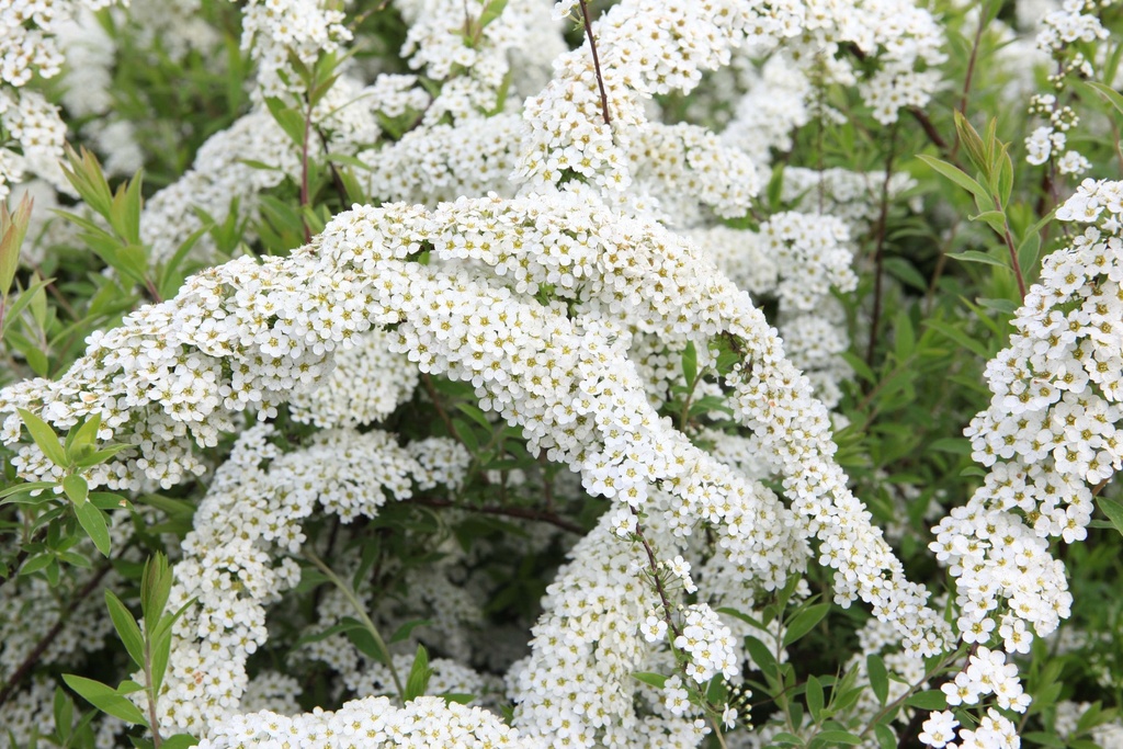 [SCGR3] SPIRAEA CINEREA 'GREFSHEIM' (Racines nues, 40-60 cm)