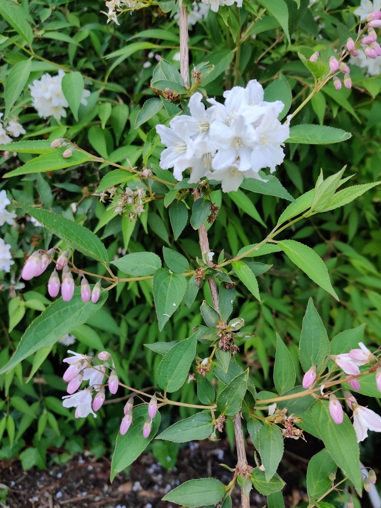 [DPKA3] DEUTZIA PURPURASCENS 'KALMIIFLORA' (Blote wortel, 80-100 cm)