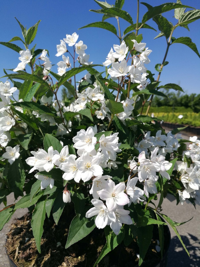[DPKA3] DEUTZIA PURPURASCENS 'KALMIIFLORA' (Racines nues, 80-100 cm)