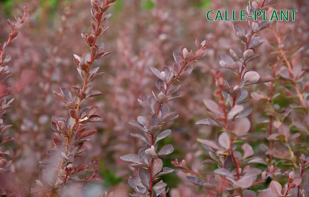 [BTAT40] BERBERIS THUNBERGII 'ATROPURPUREA' (Blote wortel)