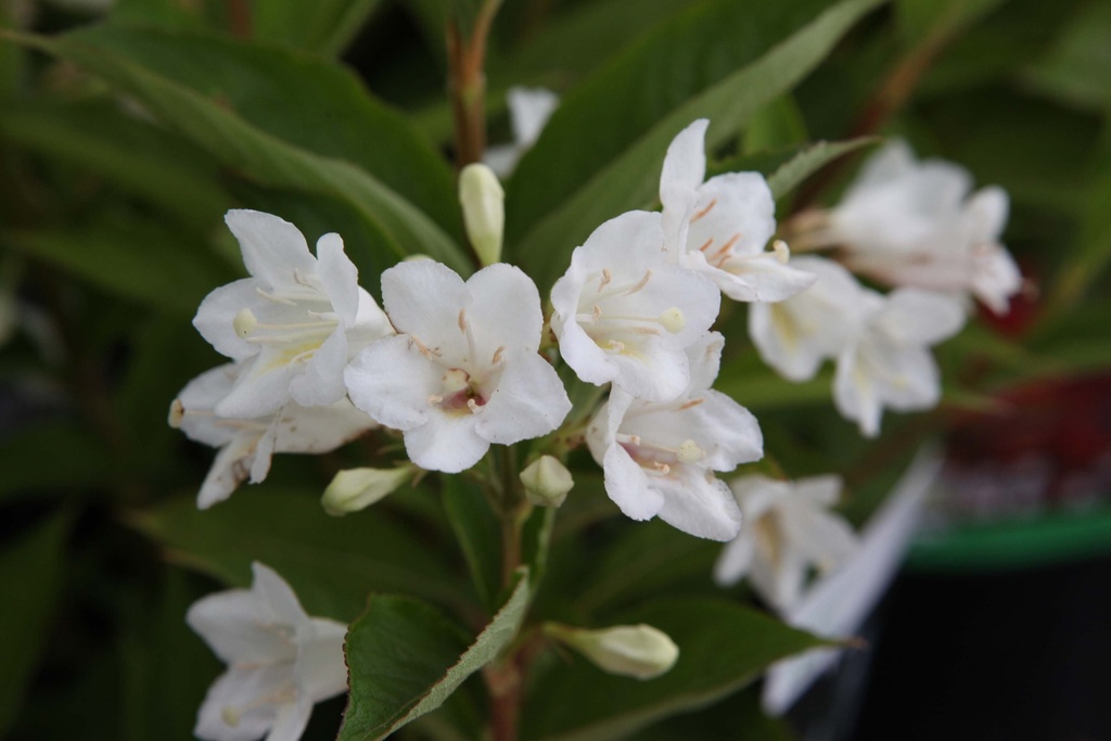 WEIGELA 'CANDIDA'