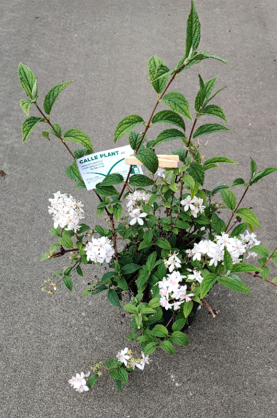 [DHMRO3] DEUTZIA HYBRIDA 'MONT ROSE' (Blote wortel, 80-100 cm)