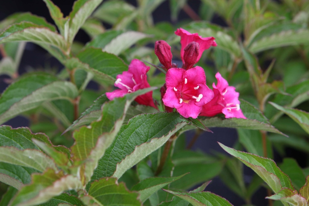 WEIGELA 'BRISTOL RUBY'