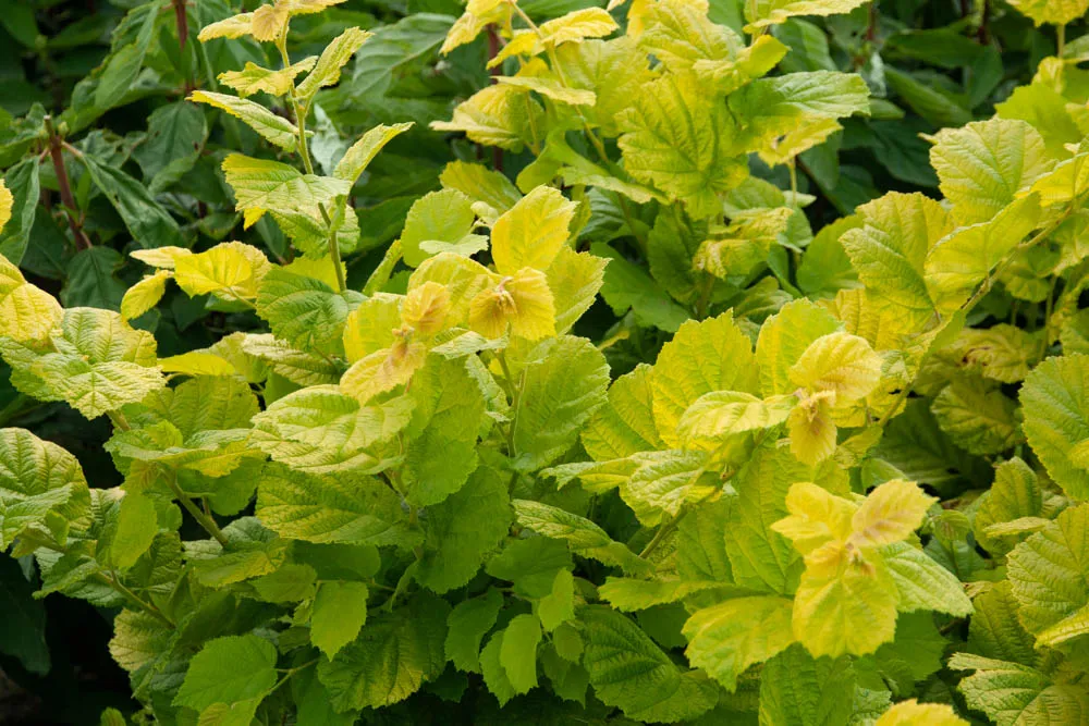 [CAAU3] CORYLUS AVELLANA 'AUREA' (Blote wortel)