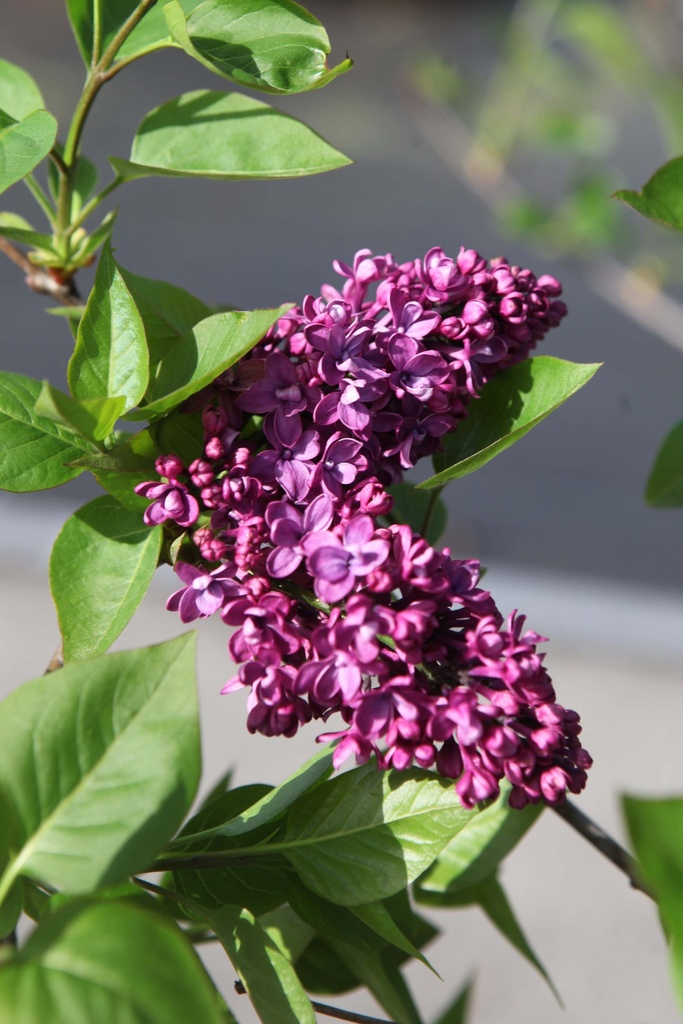 [SVCJO3] SYRINGA VULGARIS 'CHARLES JOLY' (Racines nues, 60-80 cm, 3/4 branches)
