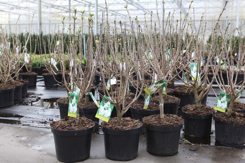 [SVMLE3] SYRINGA VULGARIS 'MME LEMOINE' (Blote wortel, 60-80 cm, 3/4 takken)
