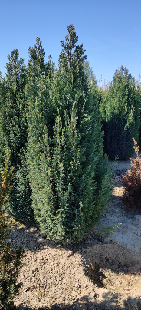 [CLEL60] CHAMAECYPARIS LAWSONIANA 'ELLWOODII' (Motte, 60-80 cm)