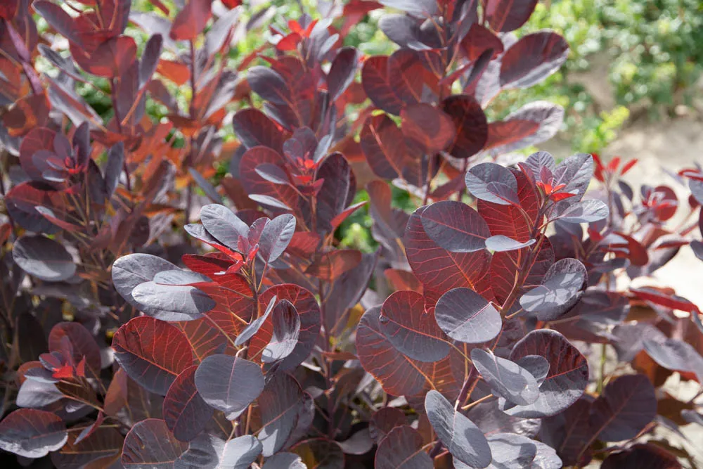 [CCRPU60] COTINUS COGGYGRIA 'ROYAL PURPLE' (Kluit, 60-80 cm)