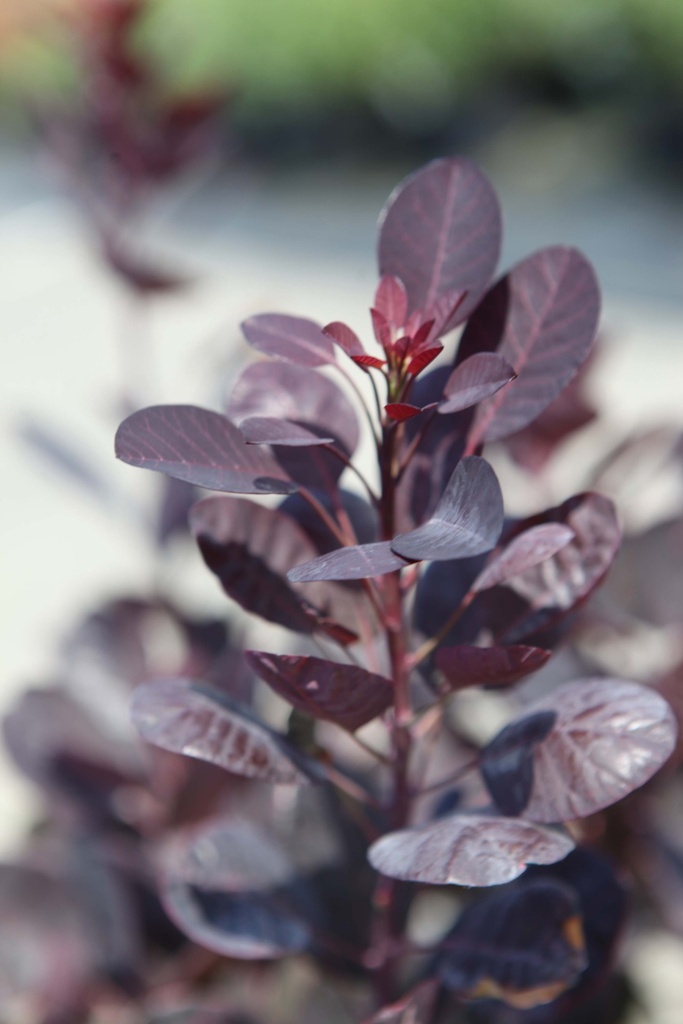 COTINUS COGGYGRIA 'ROYAL PURPLE'