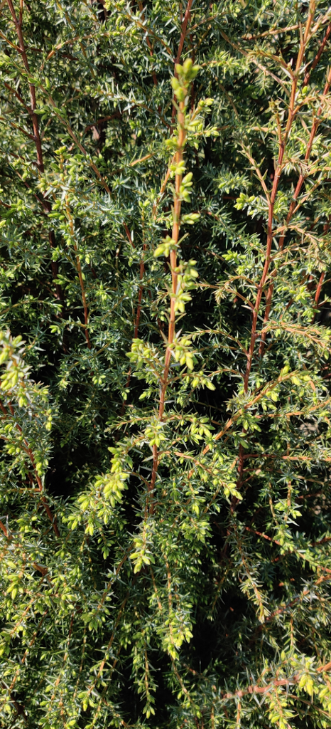 [JCHI60] JUNIPERUS COMMUNIS 'HIBERNICA' (Kluit, 60-80 cm)