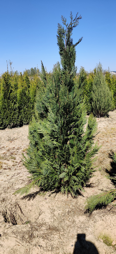 [CLAL60] CHAMAECYPARIS LAWSONIANA 'ALUMII' (Kluit, 60-80 cm)