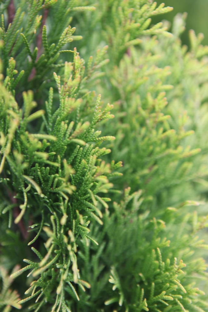 [TOSM60] THUJA OCCIDENTALIS 'SMARAGD' (Kluit, 60-80 cm)