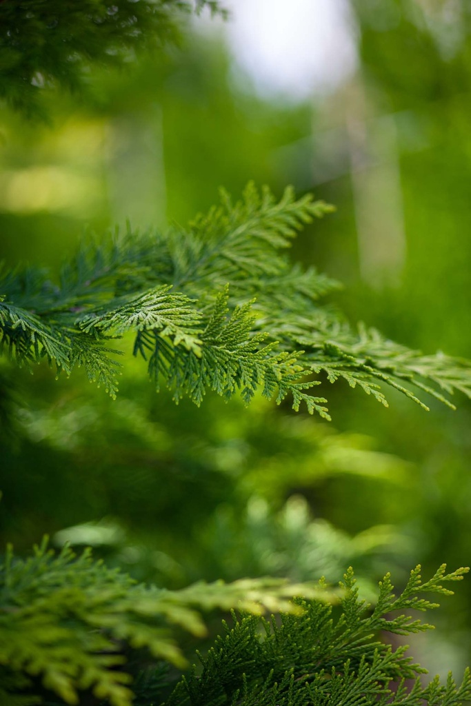 [CLIV80] CHAMAECYPARIS LAWSONIANA 'IVONNE' (Motte, 80-100 cm)