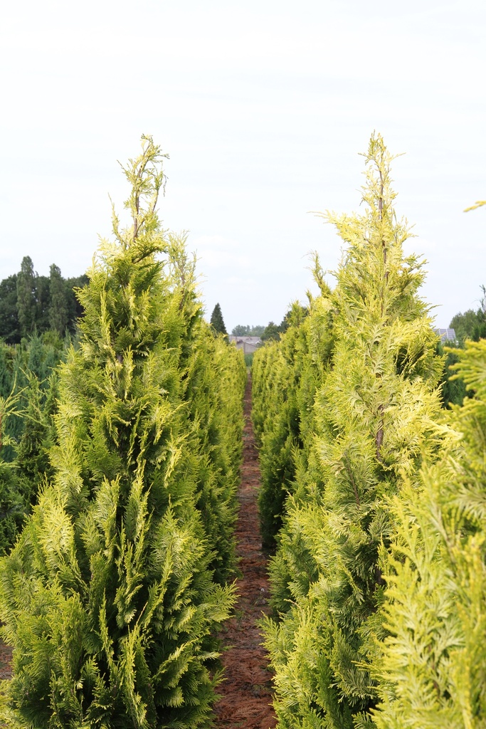 [CLIV80] CHAMAECYPARIS LAWSONIANA 'IVONNE' (Motte, 80-100 cm)