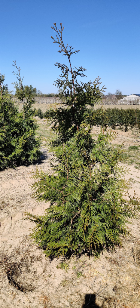 [TPEX60] THUJA PLICATA 'EXCELSA' (60-80 cm)