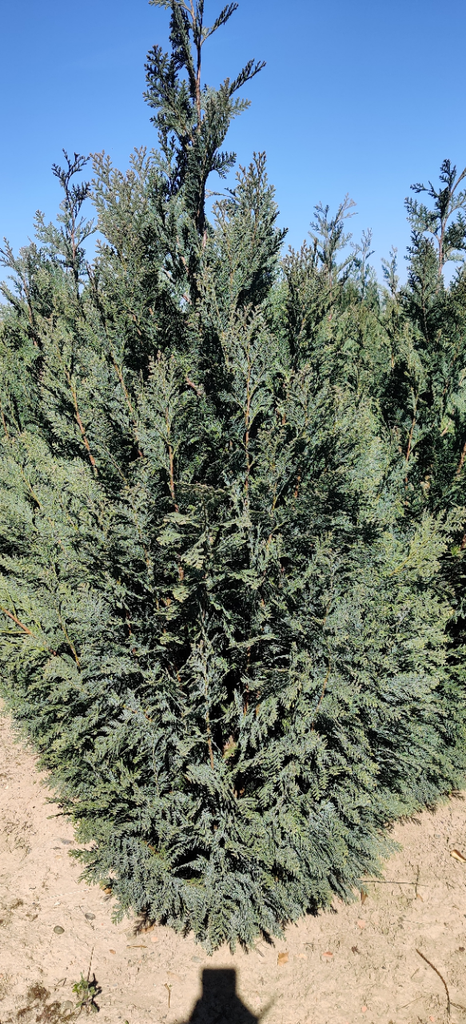[CLCO60] CHAMAECYPARIS LAWSONIANA 'COLUMNARIS' (60-80 cm)