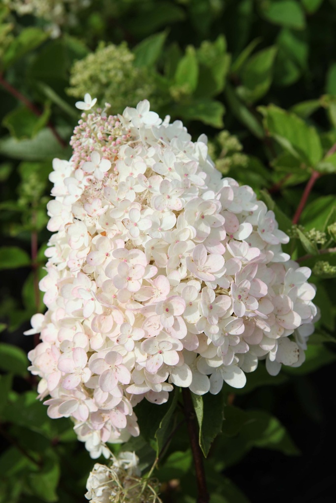 [HPGR3] HYDRANGEA PANICULATA 'GRANDIFLORA' (Blote wortel, 40-60 cm)