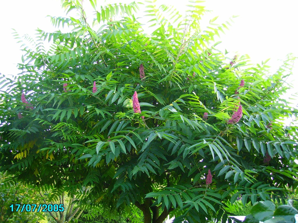 [RTY150] RHUS TYPHINA (Motte, 150-175 cm)