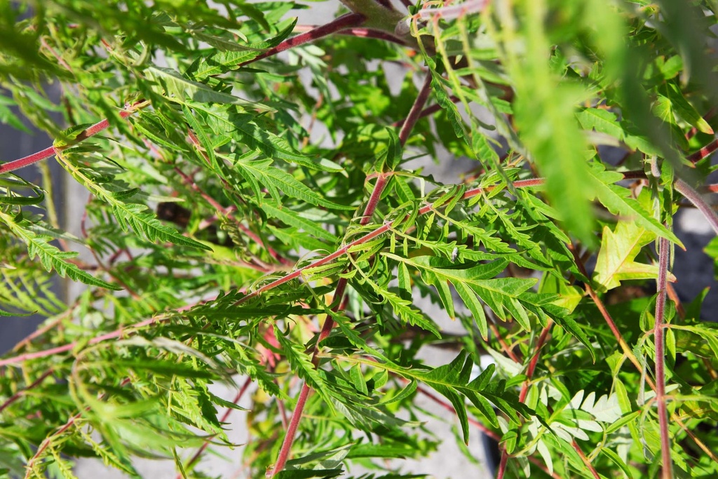 [RTFETEY60KL] RHUS TYPHINA FIRST EDITIONS® TIGER EYES® (Kluit, 60-80 cm)