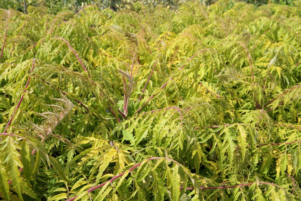 [RTTEY60] RHUS TYPHINA FIRST EDITIONS® TIGER EYES® (Kluit, 60-80 cm)