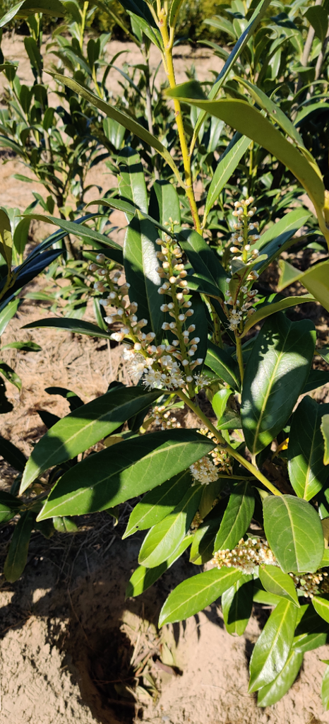[PLCA60] PRUNUS LAUROCERASUS 'CAUCASICA' (Motte, 60-80 cm)