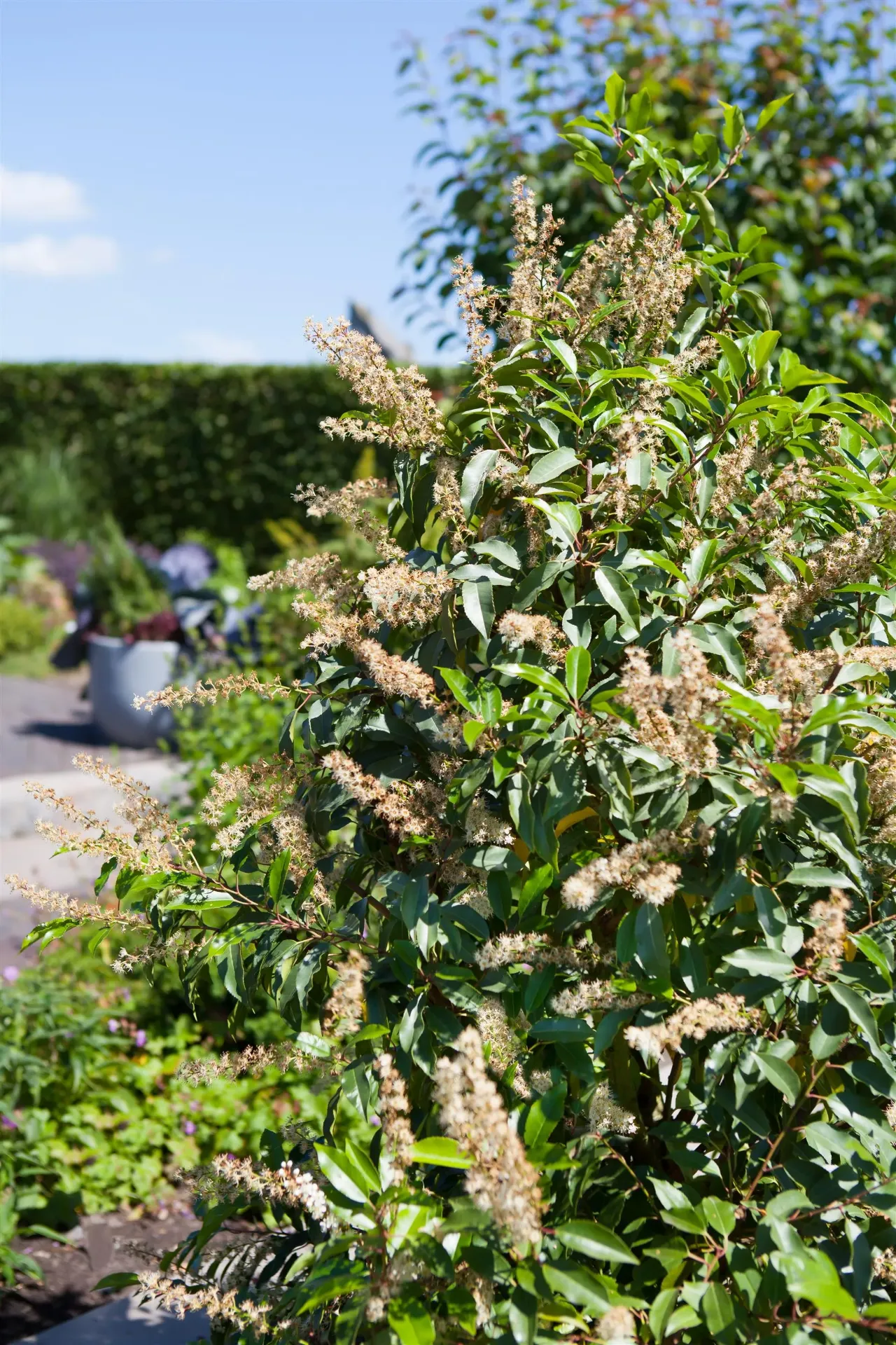 [PLU60] PRUNUS LUSITANICA (Kluit, 60-80 cm)