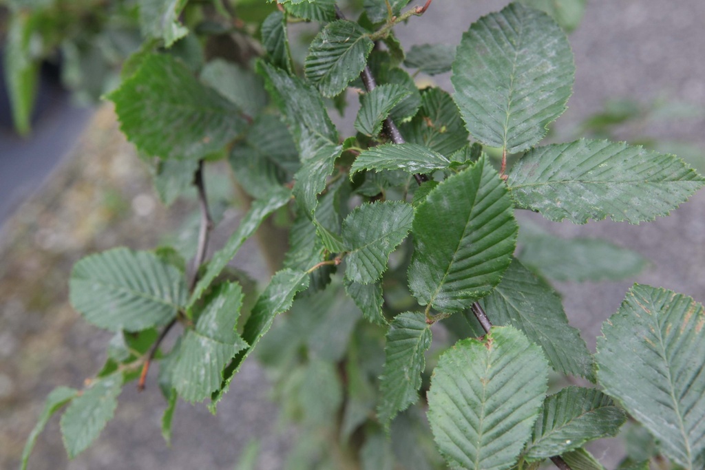 CARPINUS BETULUS