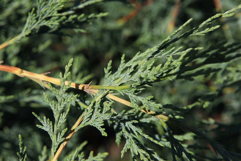 CUPRESSOCYPARIS LEYLANDII