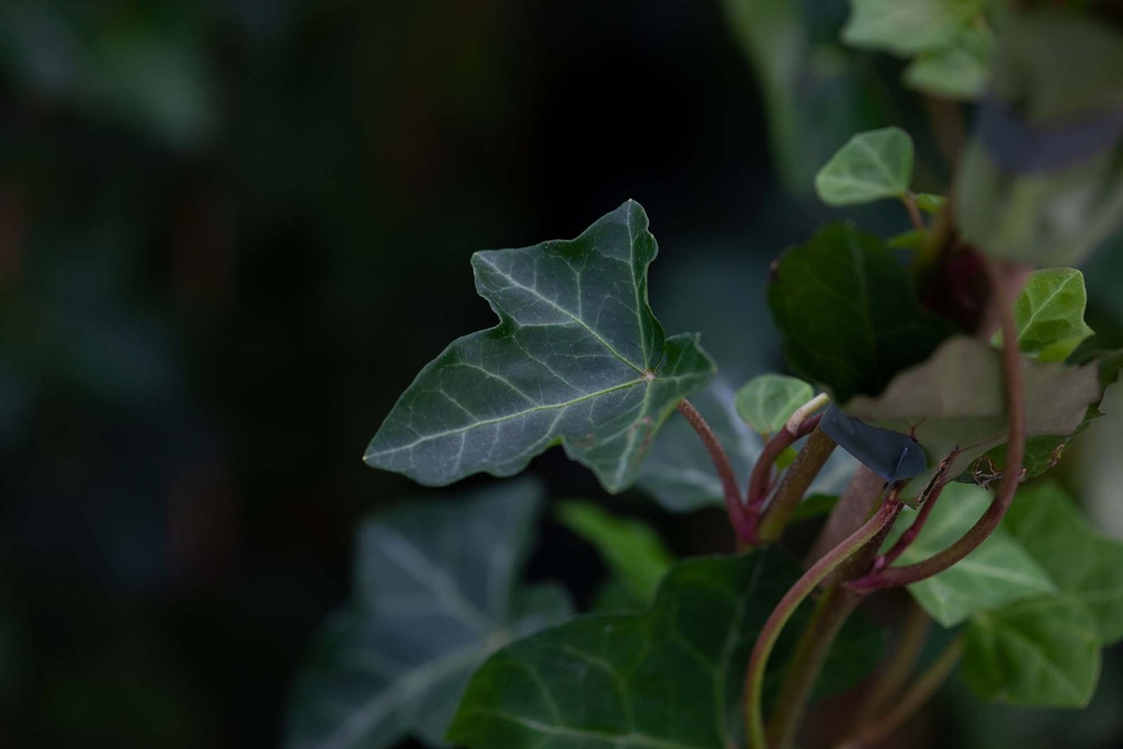 [HHI40] HEDERA HIBERNICA (Pot 9 cm, 40-60 cm)