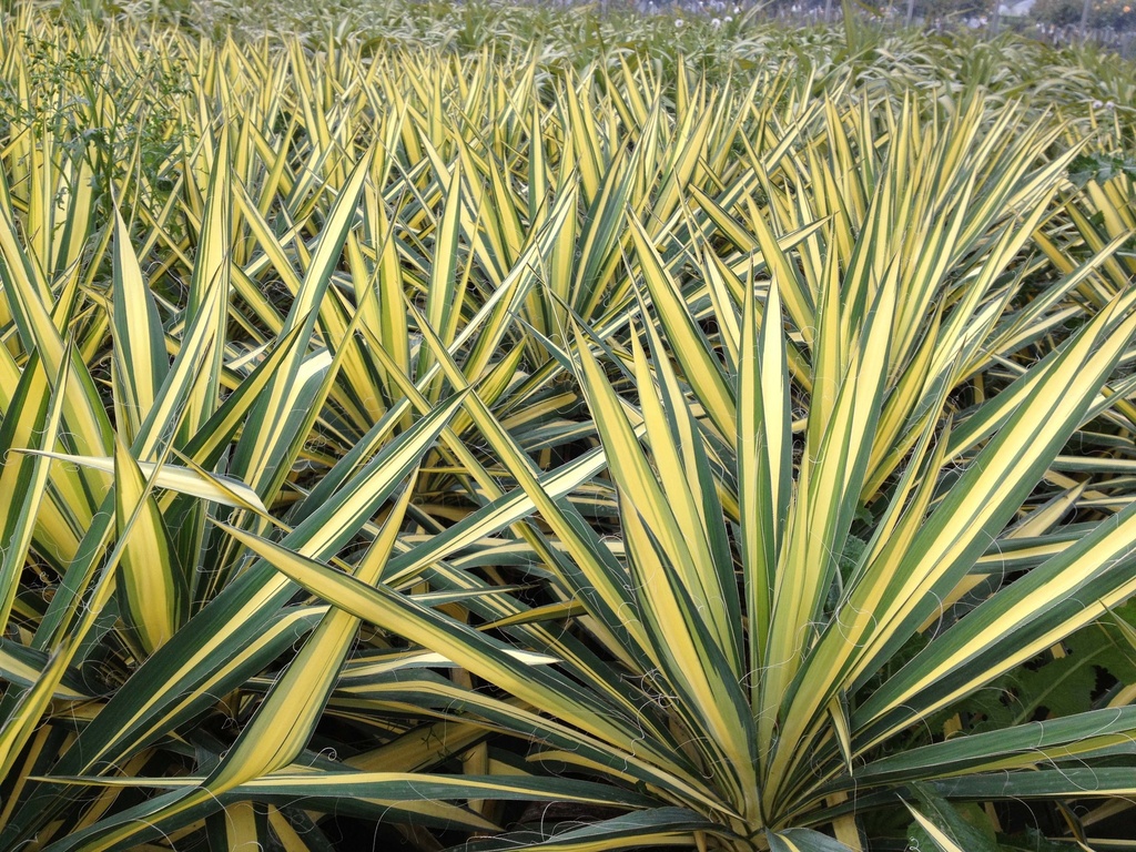 [YUCFCG] YUCCA FILAMENTOSA 'COLOR GUARD' (Pot 9 cm)