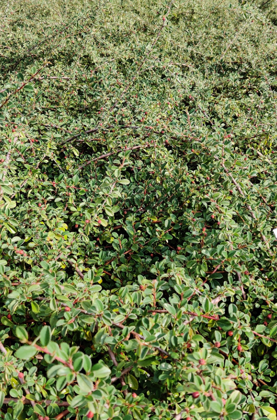 COTONEASTER RADICANS 'EICHHOLZ'