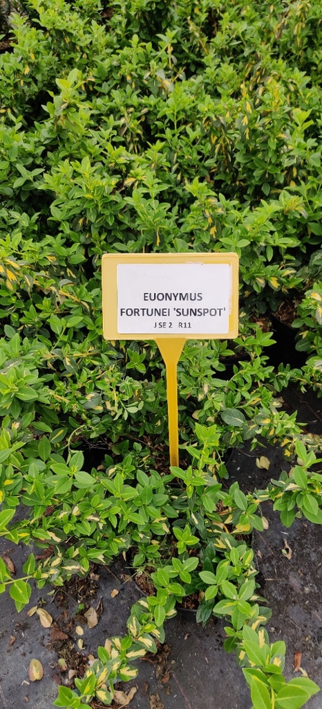 [EFSU30] EUONYMUS FORTUNEI 'SUNSPOT'