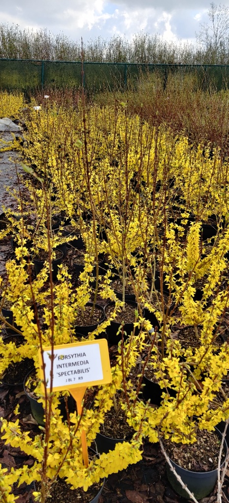 [FISP3C] FORSYTHIA INTERMEDIA 'SPECTABILIS'