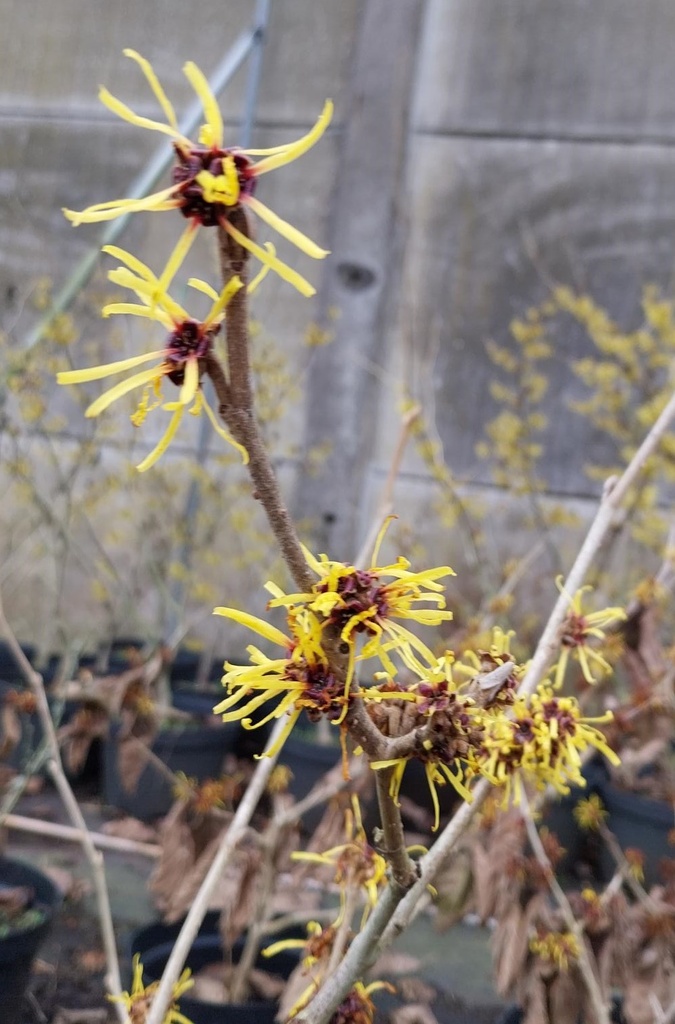 [HMO40] HAMAMELIS MOLLIS (40-60 cm)