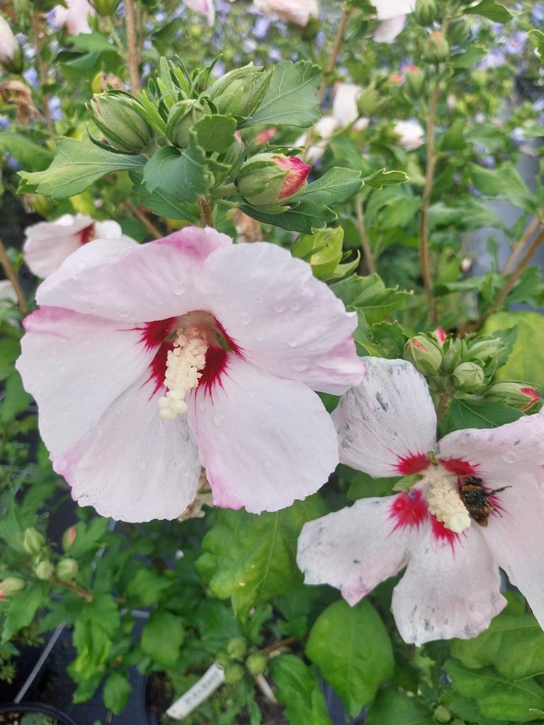 [HSME40] HIBISCUS SYRIACUS 'MELROSE' (40-60 cm)